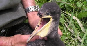 petitionfrombelaruss