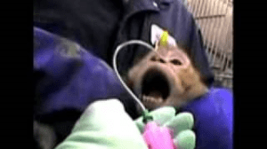 monkeyabusehttpLTJcPWHRf_g