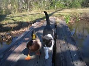 duckandcat