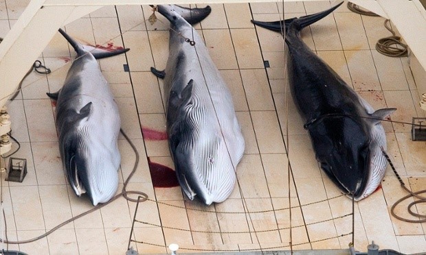 japan whaling