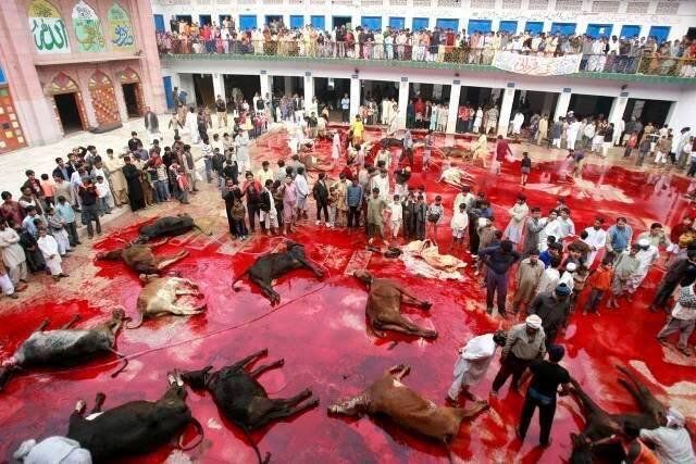 Abattage-Halal-eeb427cf